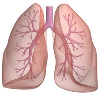 choroby-ukladu-oddechowego-a-menopauza