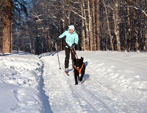 skijorking-zimowa-aktywnosc-z-czworonogiem