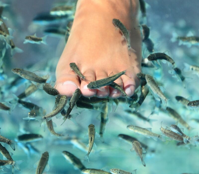 fish-pedicure-czyli-jak-zlote-rybki-dbaja-o-nasze-stopy