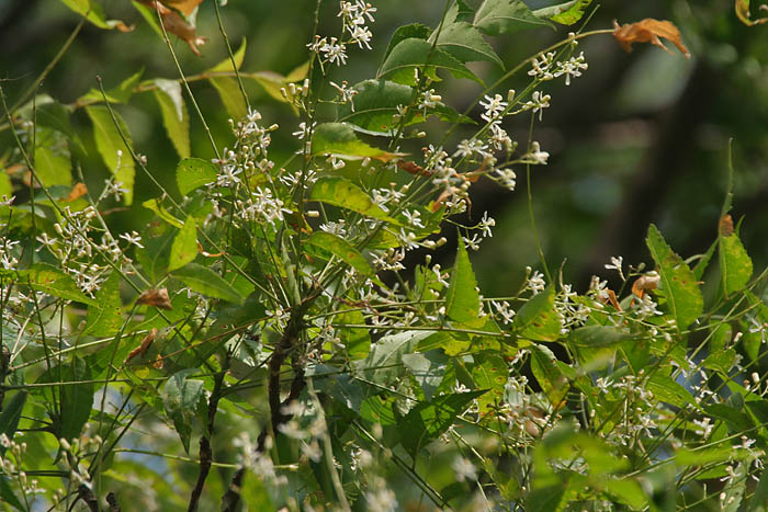 lecznicze-dzialanie-drzewa-neem