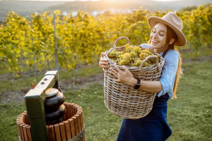 Winogrona: naturalny lek na cholesterol? Sprawdź, co mówią naukowcy!